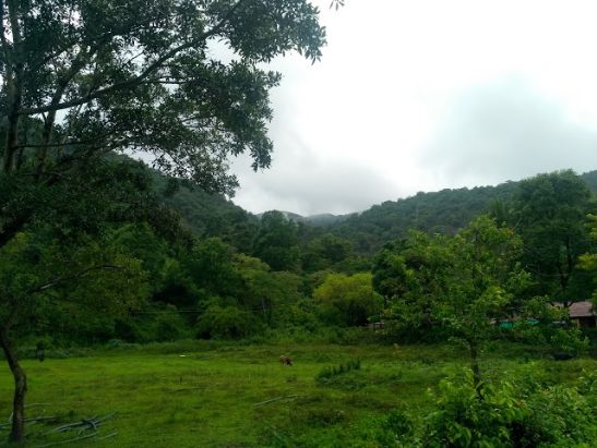 coorg_Irupu Falls_4